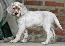 Addison The English Setter English Setter Puppies English Setter Dogs English Setter