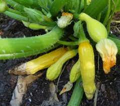 Why do my zucchini rot on the vine. Why Are My Squash Rotting North Carolina Cooperative Extension
