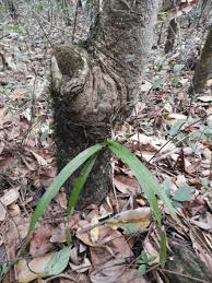 Image result for Ancistrorhynchus ovatus