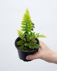 Image result for Asplenium inaequilaterale
