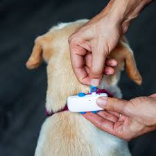 Ein gps halsband ist ein elektronisches gerät und. Gps Dog 4 Gps Tracker Fur Hunde Mit Aktivitatstracking Mino Dogshop
