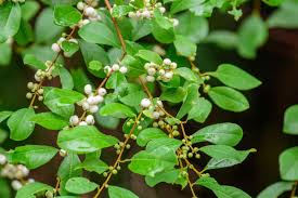 Image result for Seddera suffruticosa