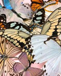 La Imagen Puede Contener 1 Persona Planta Flor Exterior Y Naturaleza Mariposas Fondos De Pantalla Fondos Mariposas Fondos De Pantalla De Iphone