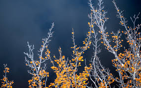 Image result for Fagopyrum snowdenii