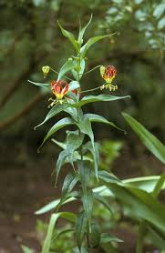 Image result for Gloriosa superba