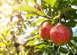 I'm in zone 8b in south baldwin county, al. Low Chill Apple Trees Choosing Apple Trees For Zone 9