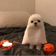 No No Is Too Spoopy Album On Imgur Baby Animals Cute Baby Animals Cute Animals