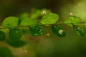 Image result for Phyllanthus nummulariifolius