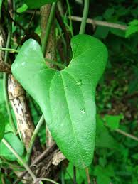 Image result for Aristolochia zenkeri