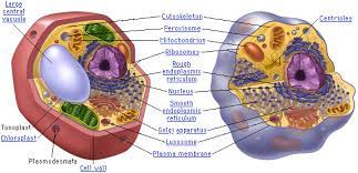 It can be tough, flexible, and sometimes rigid. What Do Animal And Plant Cells Have In Common Socratic