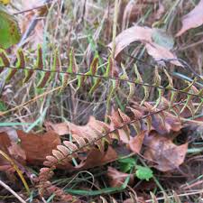 Image result for Asplenium africanum
