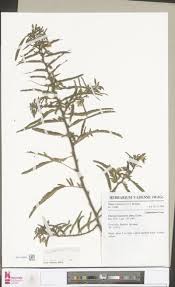 Image result for Dictyophleba ochracea