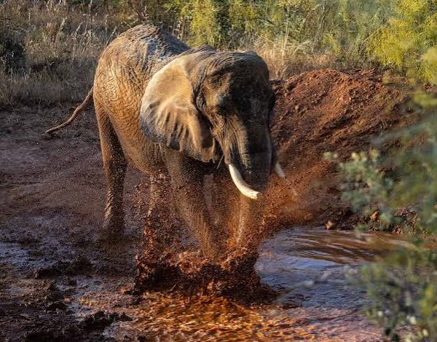 Last Circus Elephant in Portugal Can Now Romp-and-Roll on 1000-Acre Sanctuary After 40 Years of Working