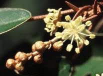 Image result for Croton gratissimus