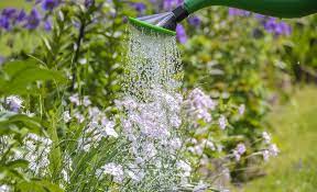 When watering in hot weather, don't wait until your plants have begun to wilt. Watering Garden How Often To Water Garden Home And Gardens
