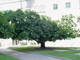 Ficus Auriculata How Long Does It Take To Grow Like This This Is Perfect Unique Trees Ficus Plants