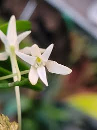 Image result for Mystacidium venosum