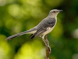 Northern Mockingbird Brown Bird With White Stripes On Wings And Tail Birds Of Chambers County Northern Mockingbird State Bird Of Texas Pet Birds Nature Animals Bird