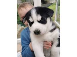 Looking for a husky puppy or dog in san francisco, california? Siberian Husky Puppies For Sale Animals Los Angeles California Announcement 202437