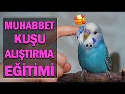 muhabbet kusu guven kazanma egitimi alistirma teknikleri muhabbet kusu nasil egitilir youtube 2021 muhabbet kuslari kusu egitim