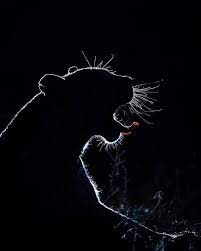 7 766 Likes 33 Comments Animal On Animalonplanet On Instagram Leopard At Night Photo By Marlondutoit Animalonplanet