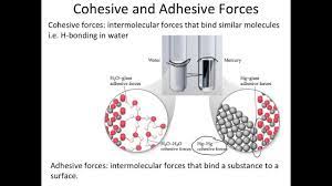 Jul 28, 2021 · adhesion. Cohesive And Adhesive Forces Youtube
