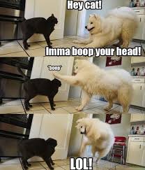 You So Silly Dog Funny Animal Pictures Silly Dogs Cute Animals