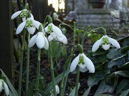 Judy S Snowdrops Lapwing Plants My Flower Flowers