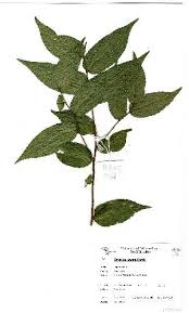 Image result for Drypetes arguta