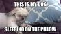 Dog Sleeping On Pillow Cartoon