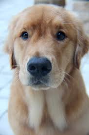 Our puppies are bred to be active, healthy and intelligent companions therefore needing homes that can provide ample space for running, playing and maximum interaction time with the new owner. Show Line Puppy Referral For Nj Ny Pa Golden Retriever Dog Forums