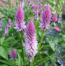 Amazon Com Flower Seed 40 Seeds Celosia Flamingo Feather Pink White Garden Outdoor Flower Seeds Plants Celosia Flower