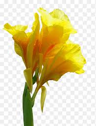 Maybe you would like to learn more about one of these? Kertas Bunga Canna Indica Cannabis S Menanam Batang Amarilis Keluarga Png Pngegg