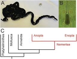 We did not find results for: Peptide Ion Channel Toxins From The Bootlace Worm The Longest Animal On Earth Scientific Reports