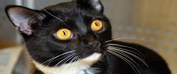 Maybe you would like to learn more about one of these? Animal Services Onslow County Nc