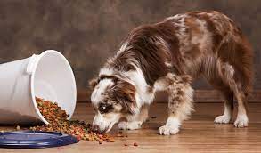 Pin On Vet Tips For Dog Parents