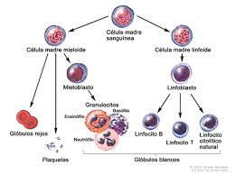 Camila menin ☝se você go. Tratamiento De La Leucemia Mieloide Aguda Y Otras Neoplasias Mieloides Malignas Infantiles Pdq Tratamiento Informacion Para Los Pacientes Nci Cigna