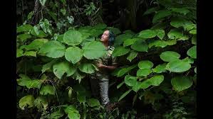 Image result for Girardinia bullosa