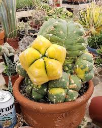 Www.thesucculentsource.com specializing in succulents for weddings, events, personal gardens and. The Succulent Source Succulentsource Twitter