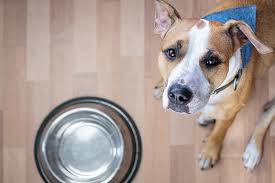 Our wide range has styles and designs to suit even the fussiest pooches; Do You Know About The Dangers Lurking In Your Dog S Water And Food Bowls This Dogs Life