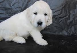 Waagr is an aii voiunteer organization serving wisconsin. English Golden Retrievers Puppy For Sale Adoption Rescue For Sale In Oconto Wisconsin Classified Americanlisted Com