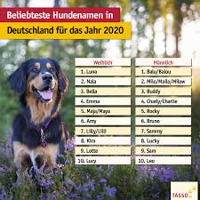 Balu der bär kostüm der effektivste weg der entwicklung ihr haus erscheinen neue ist immer verbessert die möbel mit jeder ahreszeit. Wilde Meute Dogwalking Und Training Posts Facebook