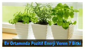 Enerji titreşimleri ile, kendiniz ve evinize giren herkes için daha rahat, huzurlu bir alan yaratabilirsiniz. Ev Ortaminda Pozitif Enerji Veren 7 Bitki
