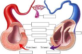 It's coming from the lungs and going to the left atrium, so it's going to be the pulmonary vein woman. Anatomy Review Blood Vessel Structure Function Biology Document Online Dezbatere In Articol Scris