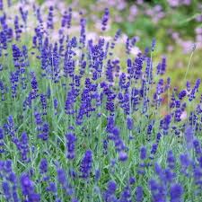 Lavendel Richtig Schneiden Pflegen Garten Lavendel Pflanzen Lavendel