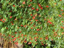 See full list on gardeningknowhow.com Big Momma Turks Cap Malvaviscus X Almost Eden Plants Facebook