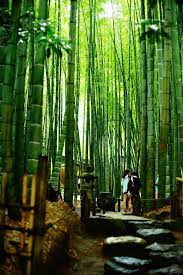 新緑の季節は鎌倉へ出かけよう 緑が香る鎌倉の神社仏閣7選 キナリノ 風景 旅 江ノ島 鎌倉