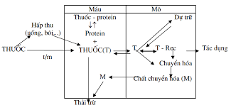 We did not find results for: Ä'áº¡i CÆ°Æ¡ng Vá» DÆ°á»£c Ä'á»™ng Há»c