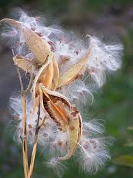 Milkweed seeds can be planted in prepared beds outdoors or started indoors in flats. Pine Cone Spiky Round Elongated Hard Seed Pod Opened Undergrowth Bed Soft Floor Pikist