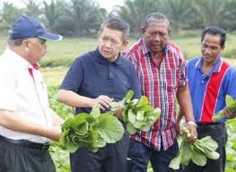 Teknologi Penghasilan Benih Sayuran Atasi Kemasukan Benih Import Kawalan Harga Berita Terkini Vegetables Cabbage Brussel Sprout